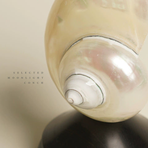 Yuki Saki Lamp | Moonlight, Natural Conch Sandalwood Charging Decorative Desk Lamp Festival Gifts