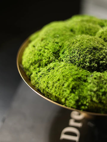 Superspiritual Immortal Moss Bonsai Wabi-sabi Medieval Golden Flower Vessel Sales Office Hotel Lobby Negotiation Table Decorative Ornaments
