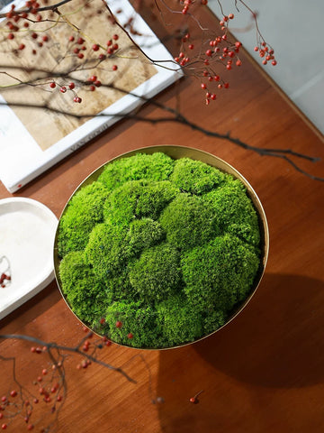 Superspiritual Immortal Moss Bonsai Wabi-sabi Medieval Golden Flower Vessel Sales Office Hotel Lobby Negotiation Table Decorative Ornaments